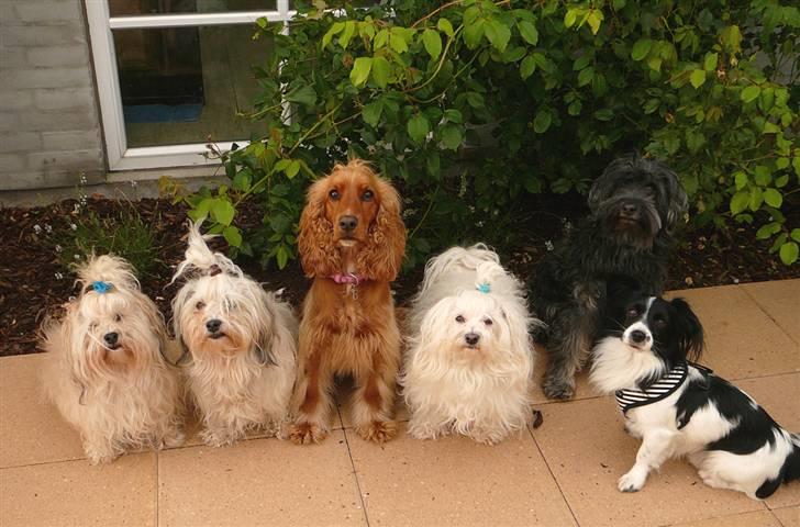 Cocker spaniel Bella aka Jelly Belly billede 5