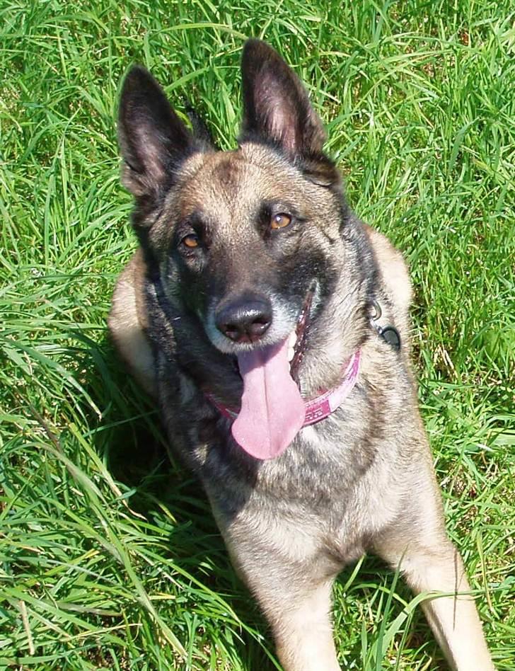 Malinois Zazu billede 10