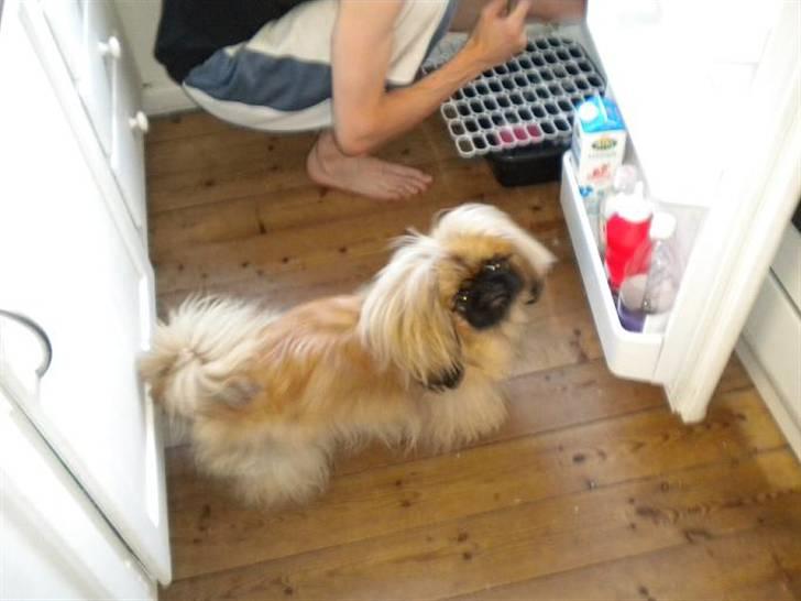Pekingeser Dengse Ming Blach billede 7