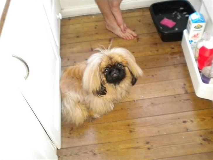 Pekingeser Dengse Ming Blach billede 10