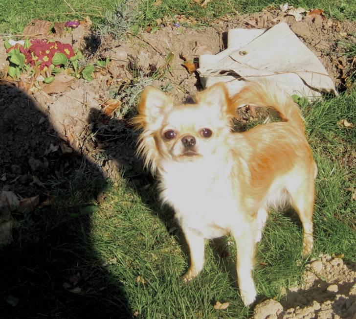 Chihuahua Rosa - 24/4-2011 billede 11