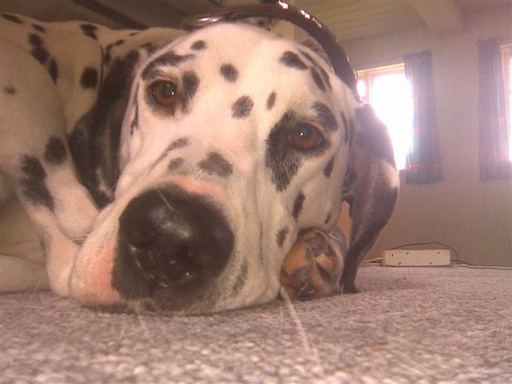 Dalmatiner Simba billede 14