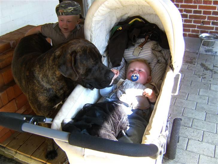 Mastiff Becker <3† Himmelhund †<3 billede 13