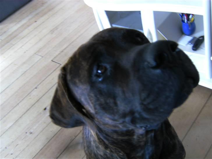 Mastiff Becker <3† Himmelhund †<3 billede 14