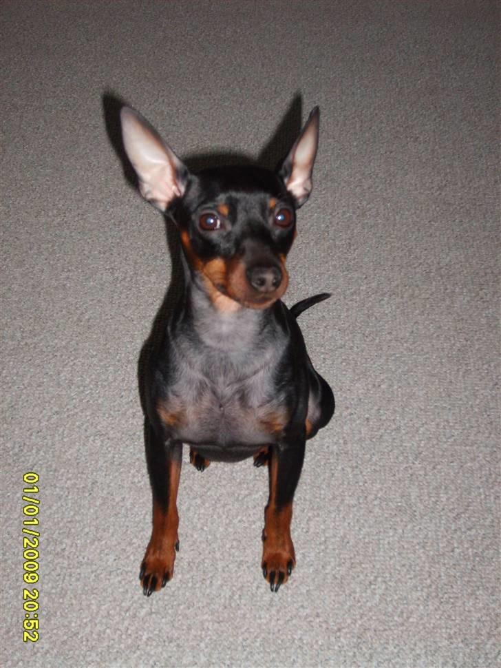 Dvaergpinscher Rødkildes Tacho - Er jeg ikke fotogen ?  :o) billede 13