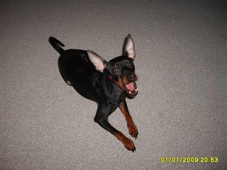 Dvaergpinscher Rødkildes Tacho - Man bliver hurtigt træt af at stå model  til alle de billeder, så må lige ligge lidt. billede 14