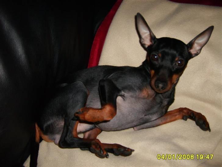 Dvaergpinscher Rødkildes Tacho - Nogen der kaldte ? billede 16