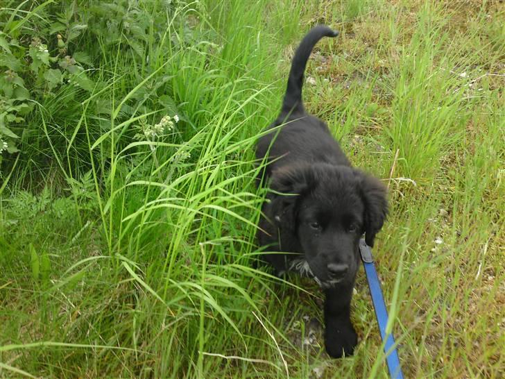 Blanding af racer Bølle - Bølle ude at gå. Han ville ikke helt samme vej som mig:b billede 6