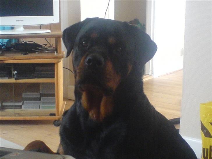 Rottweiler Chica billede 18