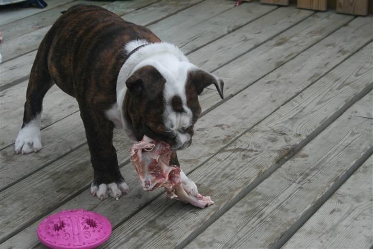 Engelsk bulldog Sweet Lady Brad aka. Lady - Mums for et lækkert ben... billede 17