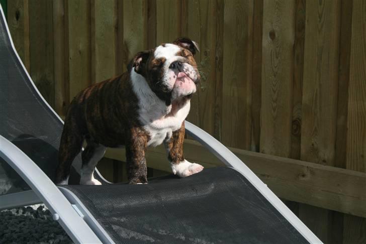 Engelsk bulldog Sweet Lady Brad aka. Lady - Na na.... Jeg kan bare række tunge..... billede 18