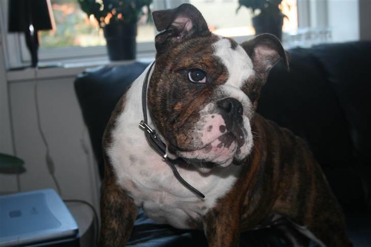 Engelsk bulldog Sweet Lady Brad aka. Lady - Må jeg gerne komme over i den anden sofa mor ?? billede 19
