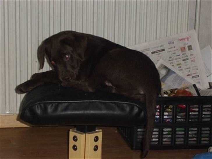 Labrador retriever Mille - jeg kan da ligge hvor som helst jeg er da ikke så stor billede 2