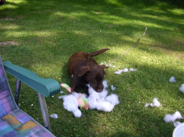 Labrador retriever Mille - det var den tøj kat billede 3