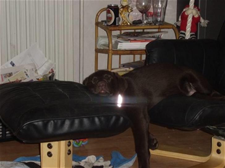 Labrador retriever Mille - jeg skulle lige have mig en ligge lure men stollen var ikke stor nok billede 4