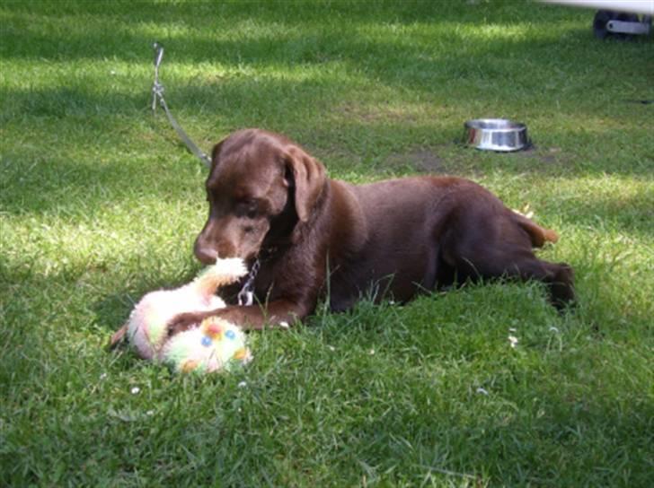 Labrador retriever Mille - umm en tøj kat den skal bare spises billede 5