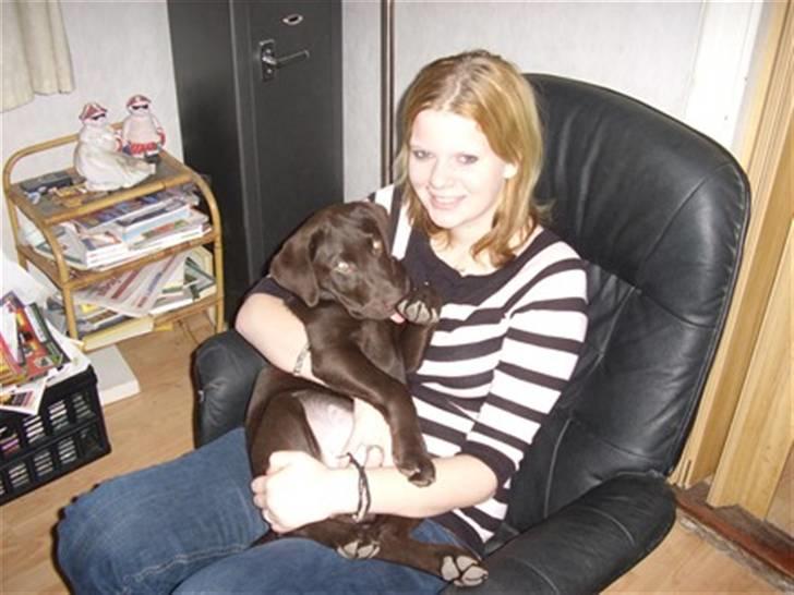 Labrador retriever Mille - jeg sidder og hygge mig på min storsøster billede 6