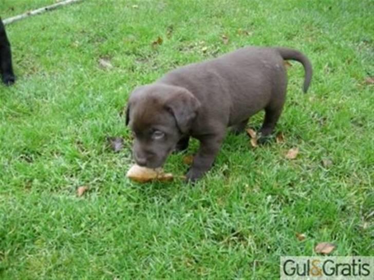 Labrador retriever Mille - jeg tro nok jeg er 2 uger gammel der billede 8