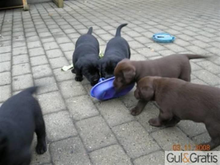 Labrador retriever Mille - mine søsken savner dem nu de vil lege med mig billede 9