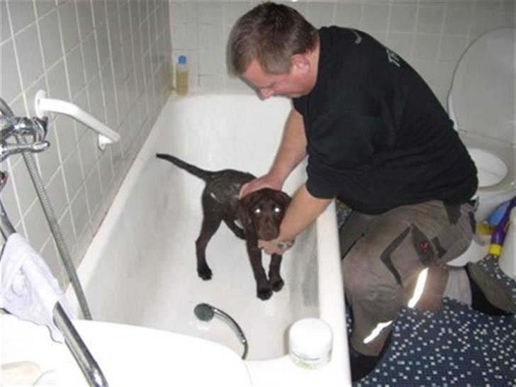 Labrador retriever Mille - mit først bad jeg elsker vand billede 10