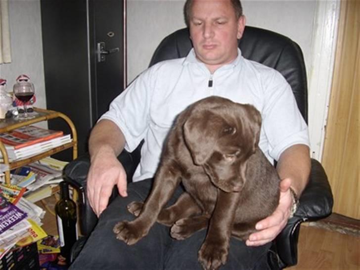 Labrador retriever Mille - først dag i mit nye hjem jeg sidder på min far billede 11