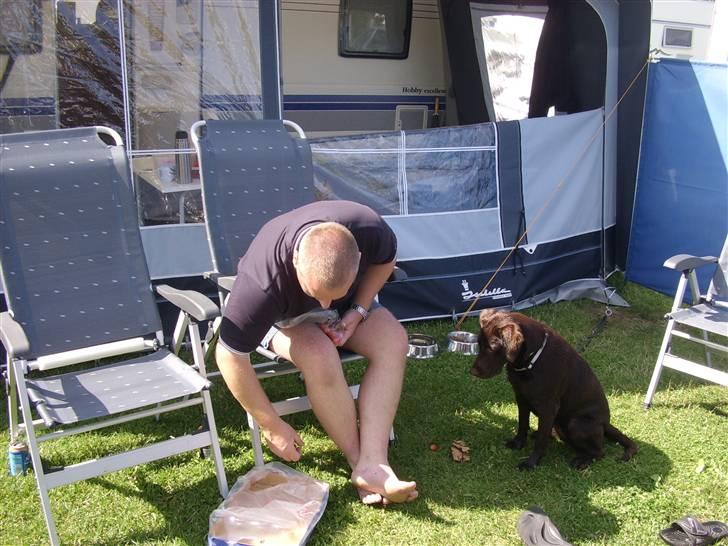 Labrador retriever Mille - kan godt være det far spiser ikke smager godt men det mad jeg er mad glad og det så godt ud men ad billede 12