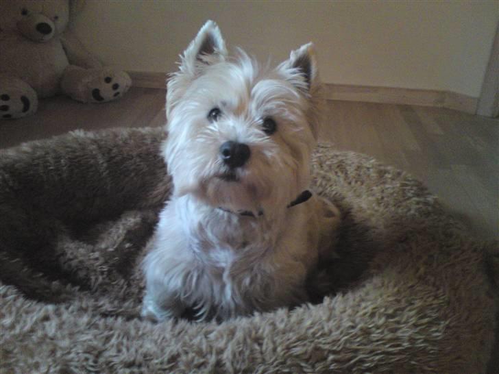 West highland white terrier Rocky "of White Roses" billede 1