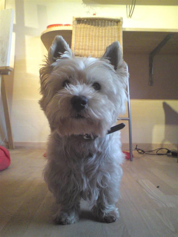 West highland white terrier Rocky "of White Roses" billede 2