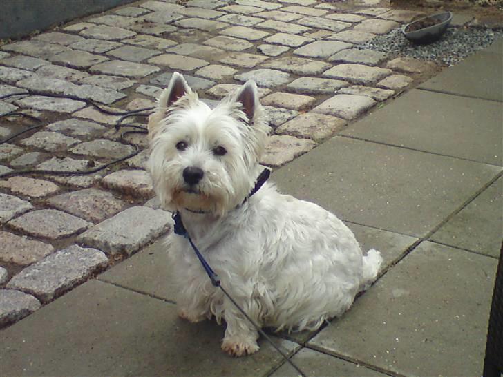 West highland white terrier Rocky "of White Roses" billede 3