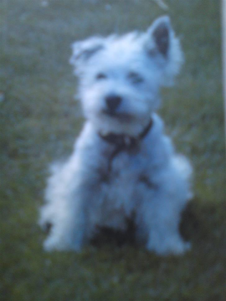 West highland white terrier Rocky "of White Roses" - Rocky som hvalp billede 5