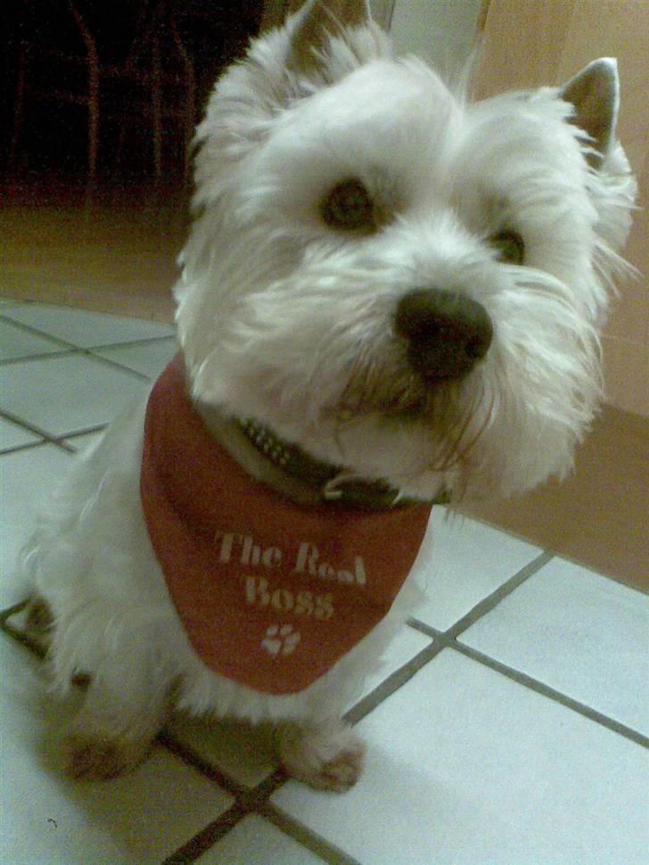 West highland white terrier Rocky "of White Roses" billede 6