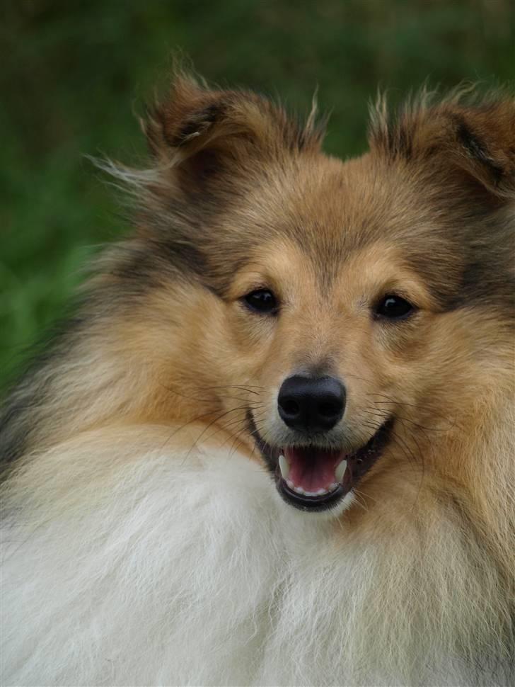 Shetland sheepdog Zimba billede 1
