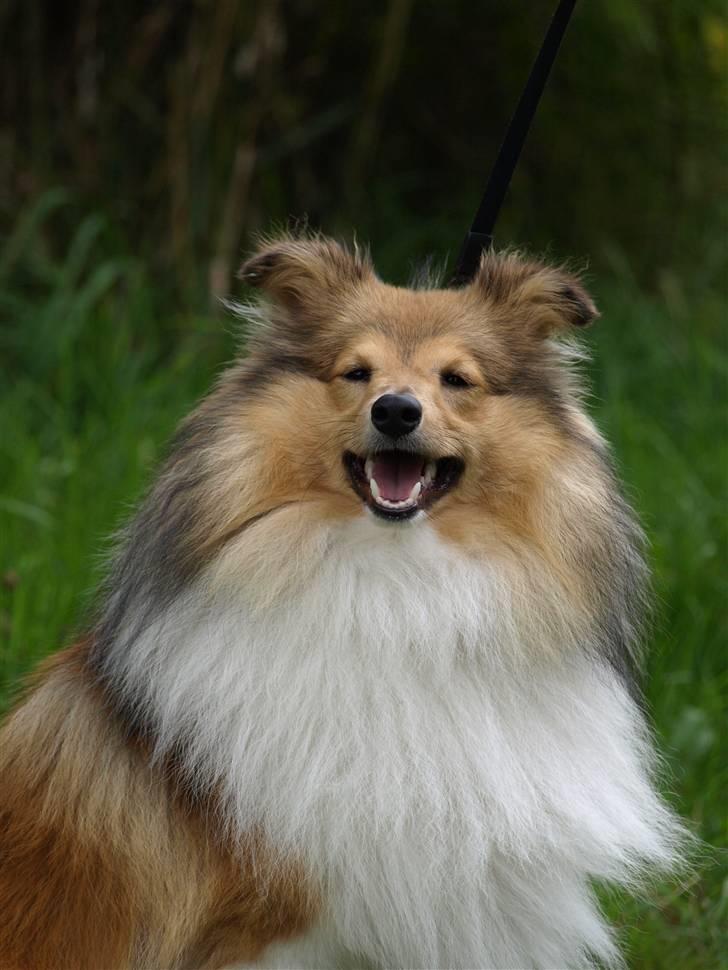 Shetland sheepdog Zimba billede 2