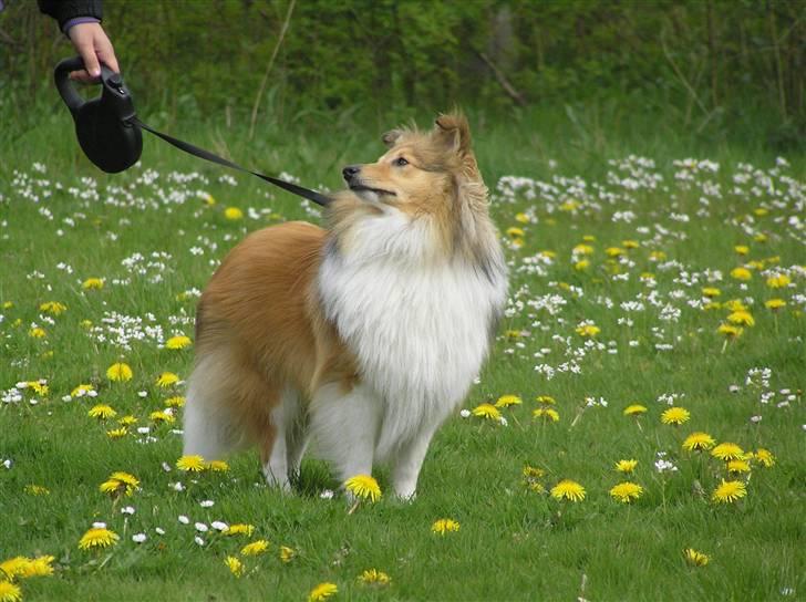 Shetland sheepdog Zimba billede 3