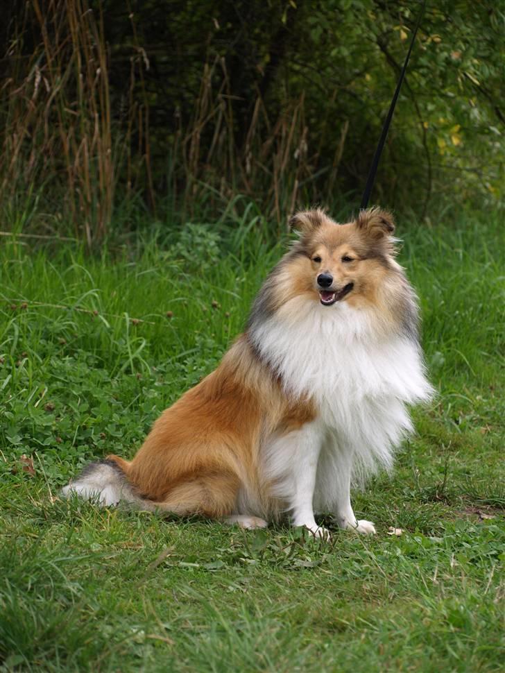 Shetland sheepdog Zimba billede 4