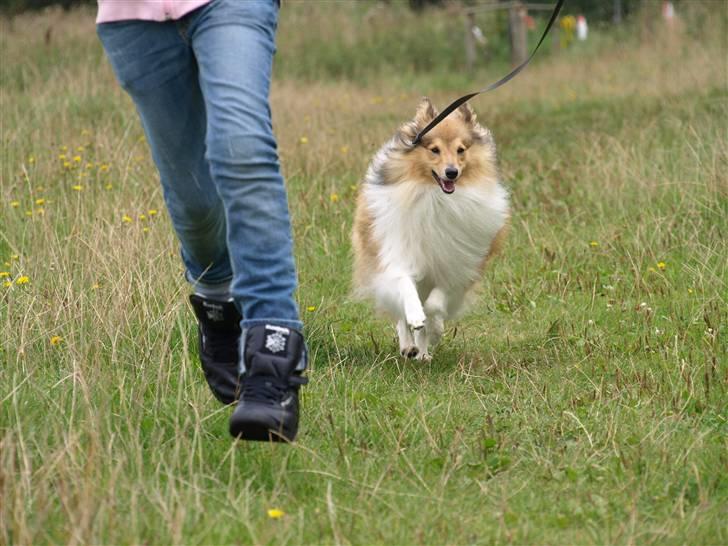 Shetland sheepdog Zimba billede 5