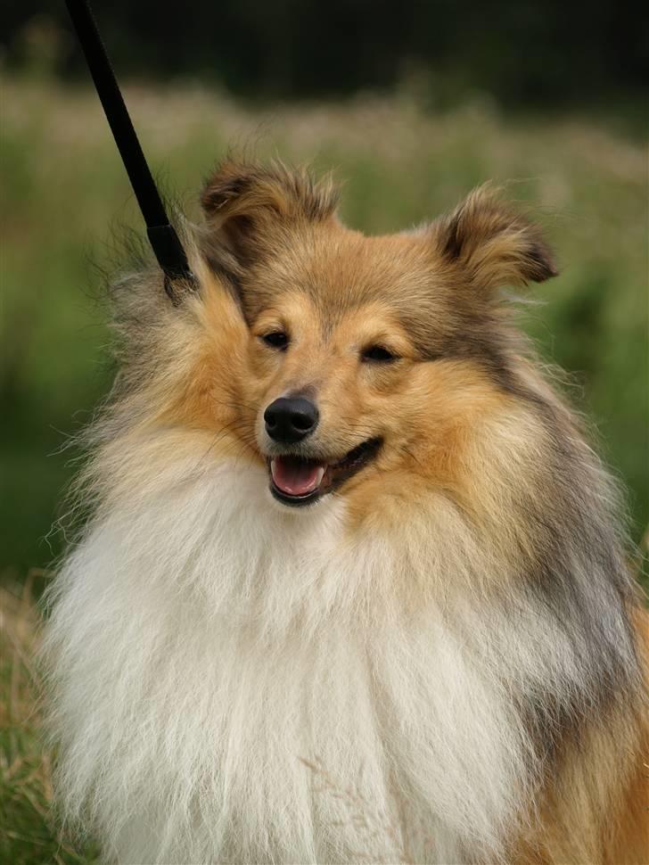 Shetland sheepdog Zimba billede 6