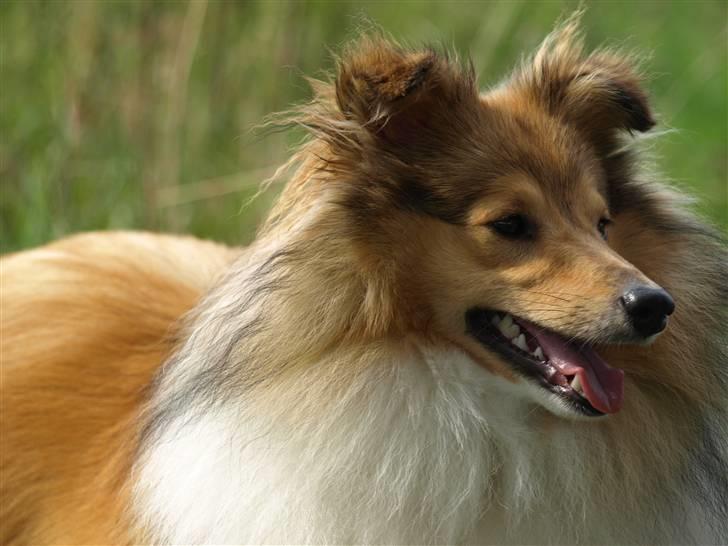 Shetland sheepdog Zimba billede 7