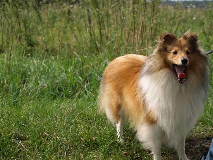 Shetland sheepdog Zimba billede 8