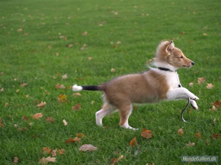 Shetland sheepdog Zimba billede 9