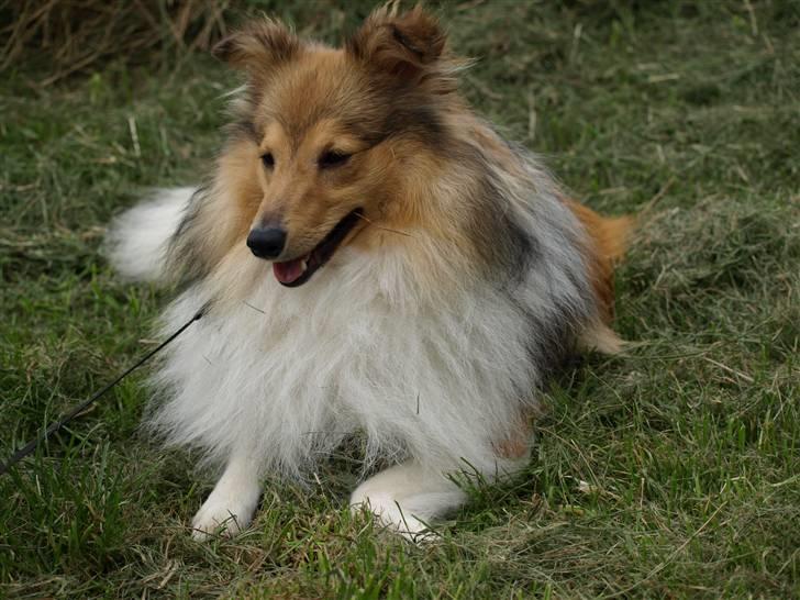 Shetland sheepdog Zimba billede 10