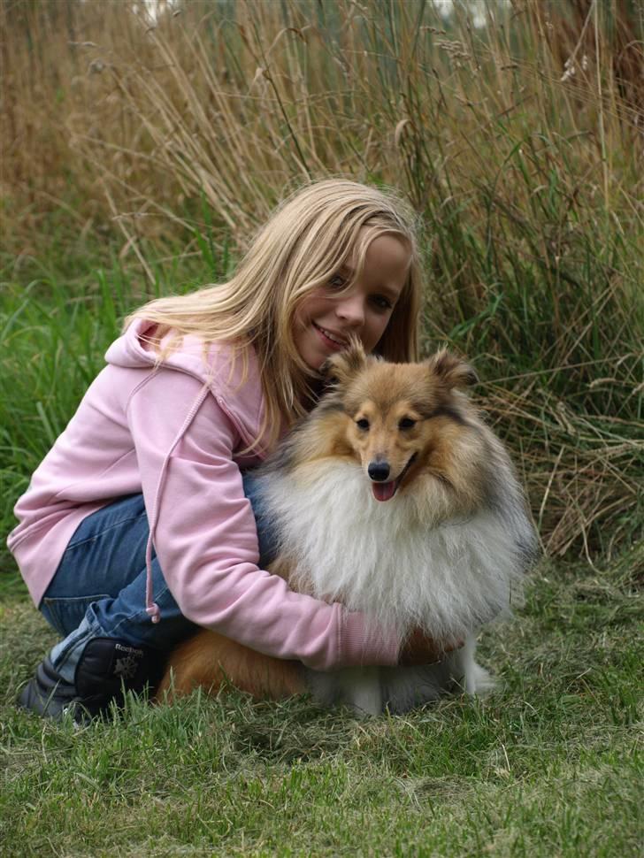 Shetland sheepdog Zimba billede 11