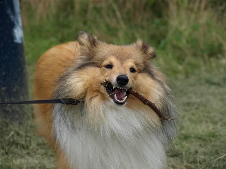 Shetland sheepdog Zimba billede 12