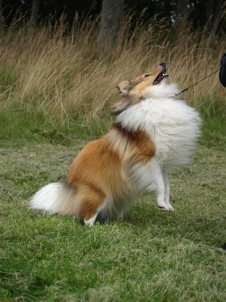 Shetland sheepdog Zimba billede 13