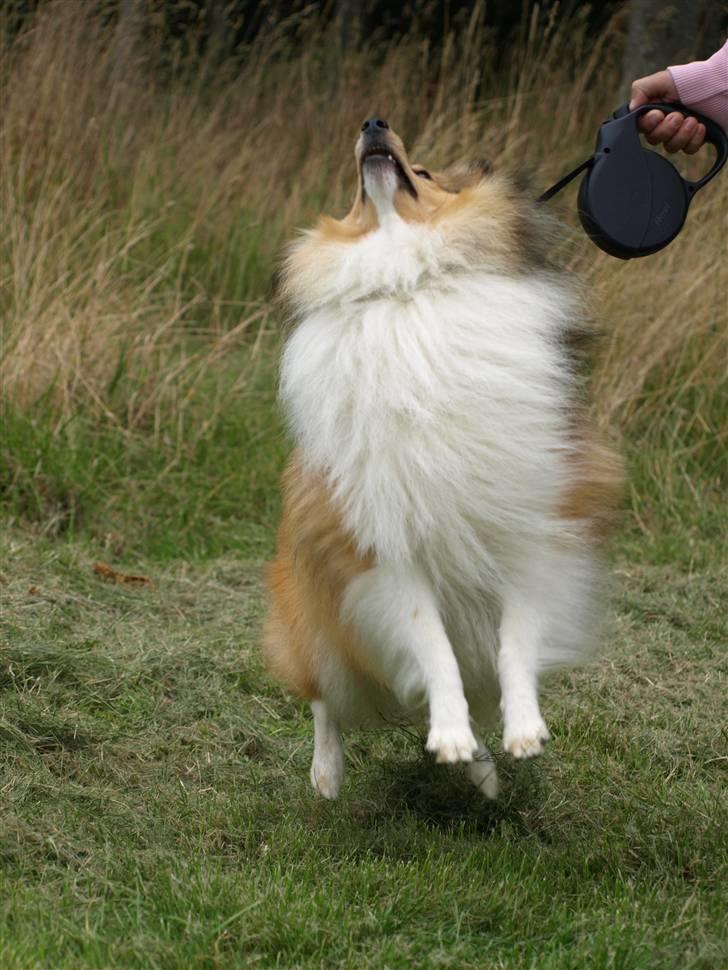 Shetland sheepdog Zimba billede 14