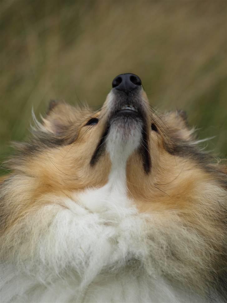Shetland sheepdog Zimba billede 15