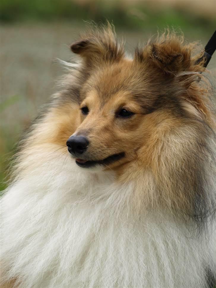 Shetland sheepdog Zimba billede 16