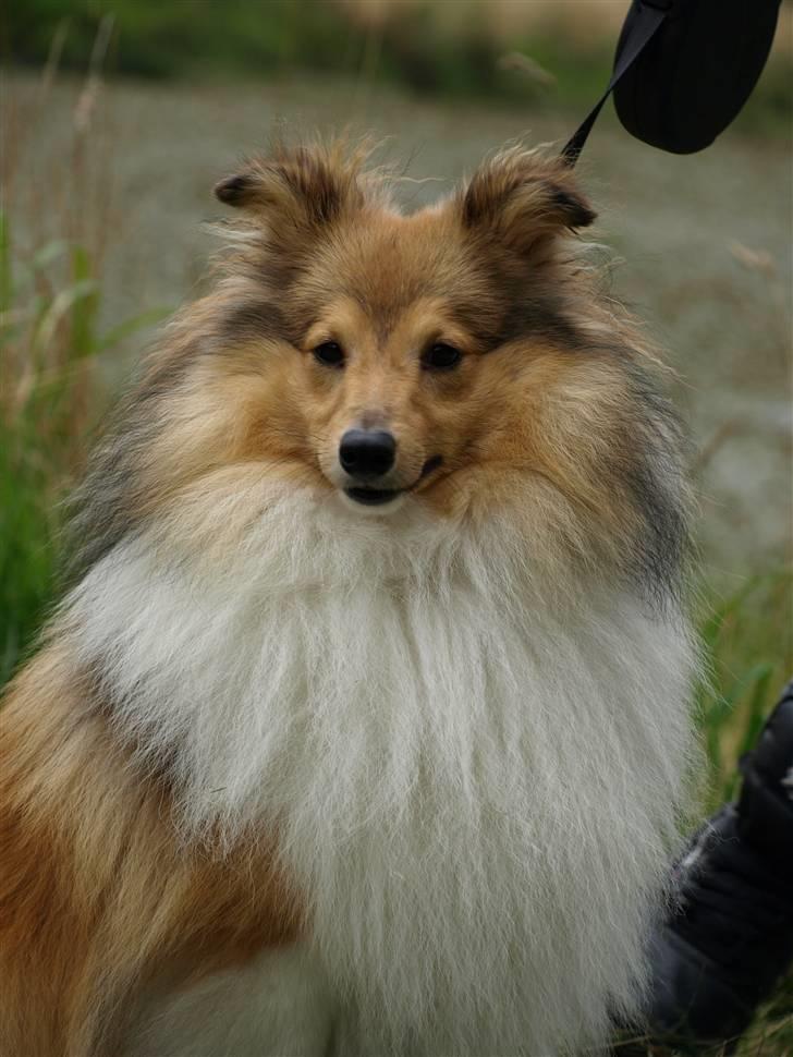 Shetland sheepdog Zimba billede 17