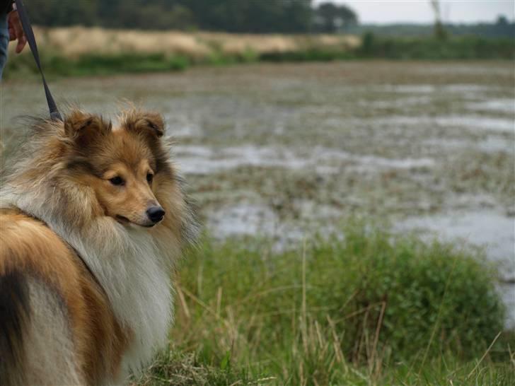 Shetland sheepdog Zimba billede 18