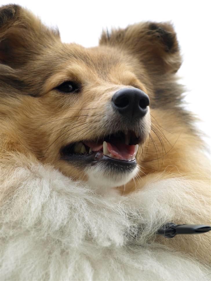 Shetland sheepdog Zimba billede 19